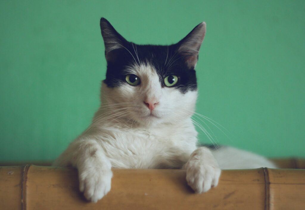 Curious indoor cat resting and observing surroundings for mental stimulation at home