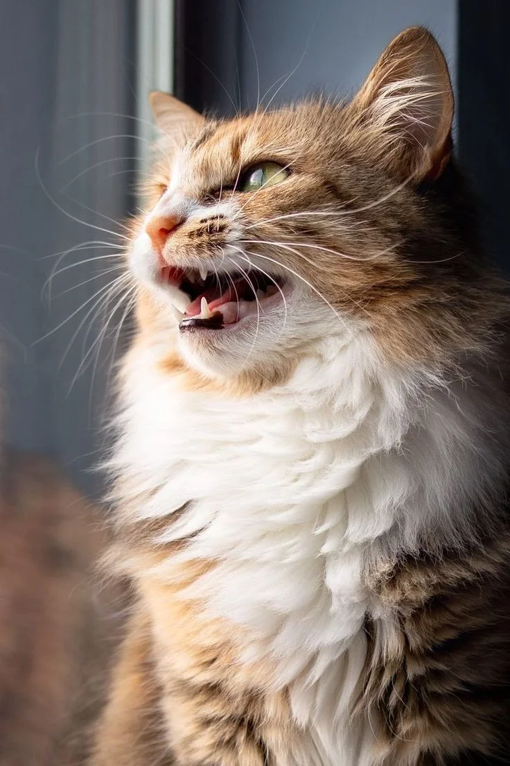 Why Does My Cat Meow at Night? Orange tabby cat meowing near a bedroom window at night