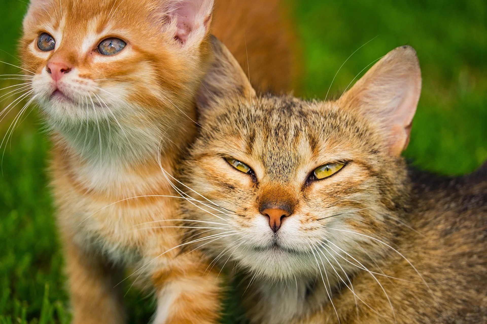 How to Introduce Two Cats Without Fighting – Two cats meeting calmly in a home environment