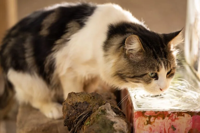 How Much Water Should a Cat Drink Daily?