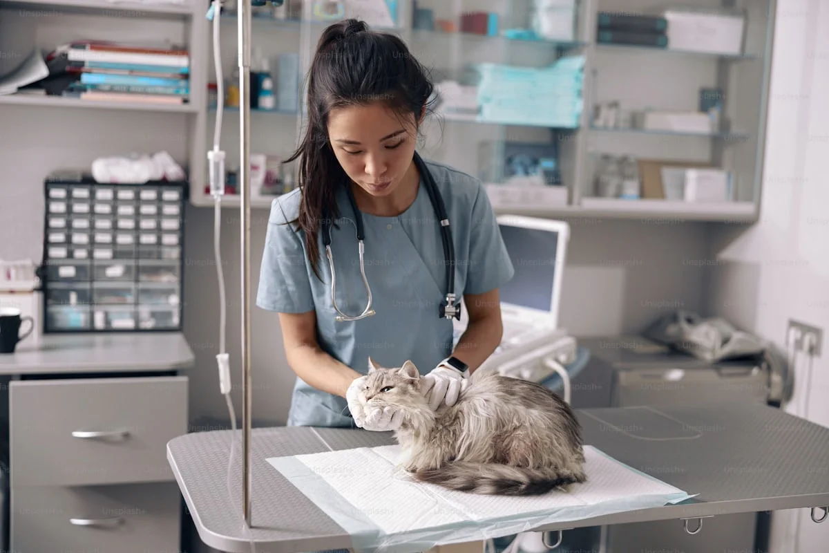 Cat vaccinations at a veterinary clinic as a veterinarian examines a cat during a routine health check and vaccination appointment.