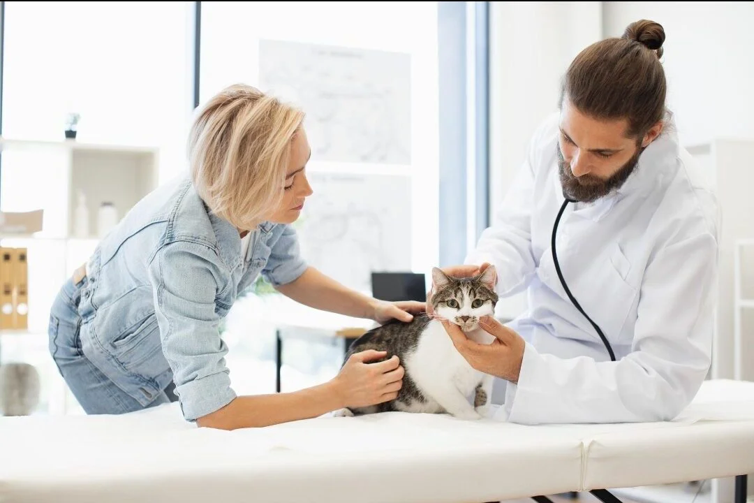 Veterinarian examining a healthy cat during a routine wellness check