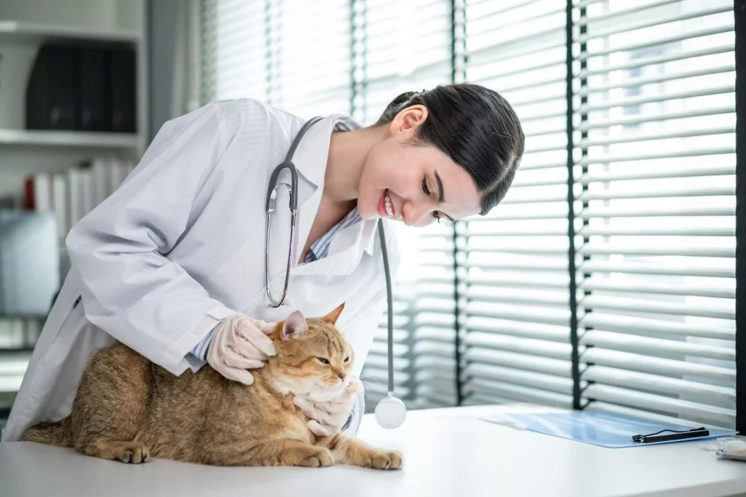 Veterinarian performing an annual health check on a healthy domestic cat.