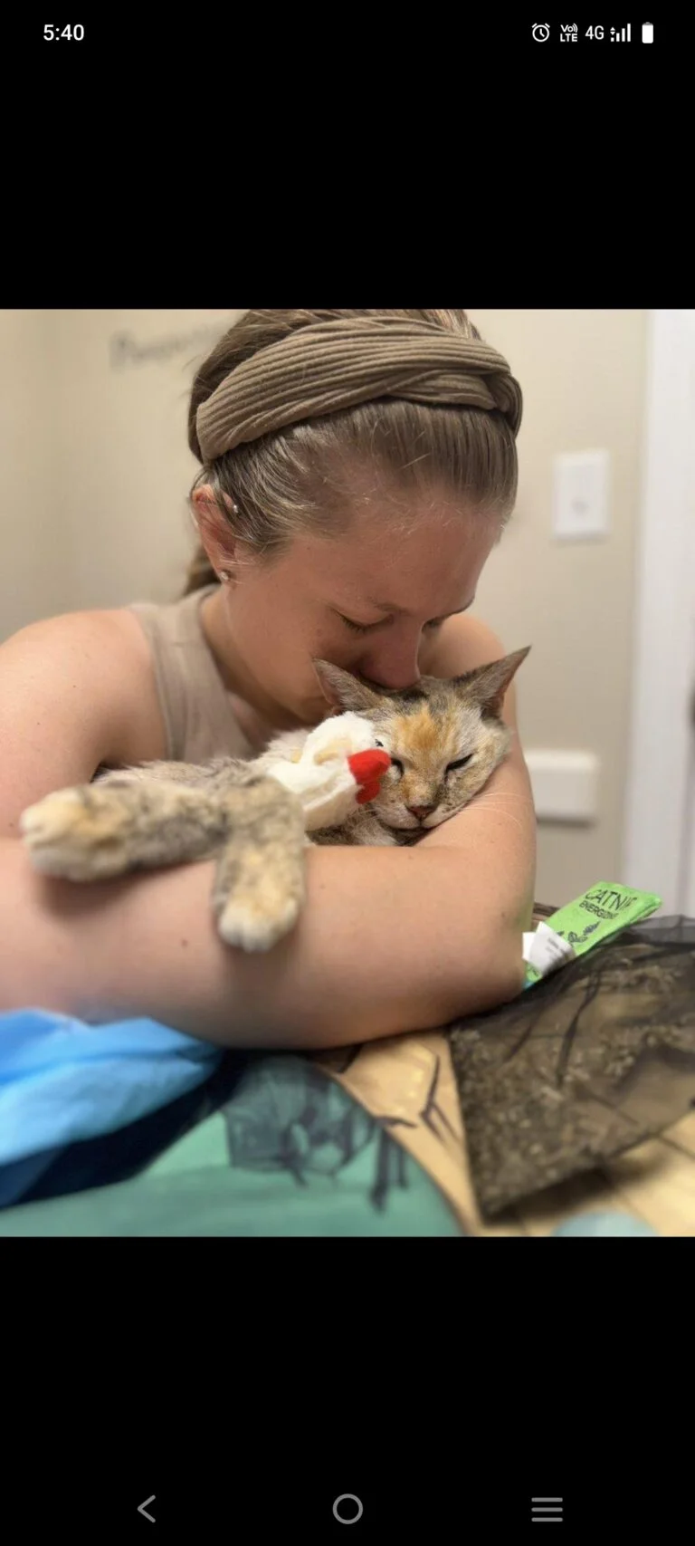 Indoor Cat Emergency Guide: What to Do Before You Reach the Vet.