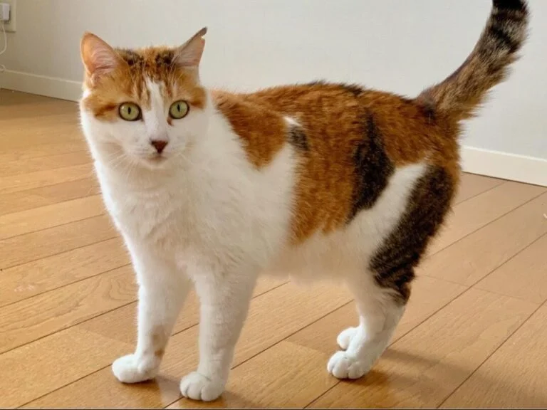 Healthy Cat Weight Guide: How to Tell If Your Cat Is Underweight or Overweight.