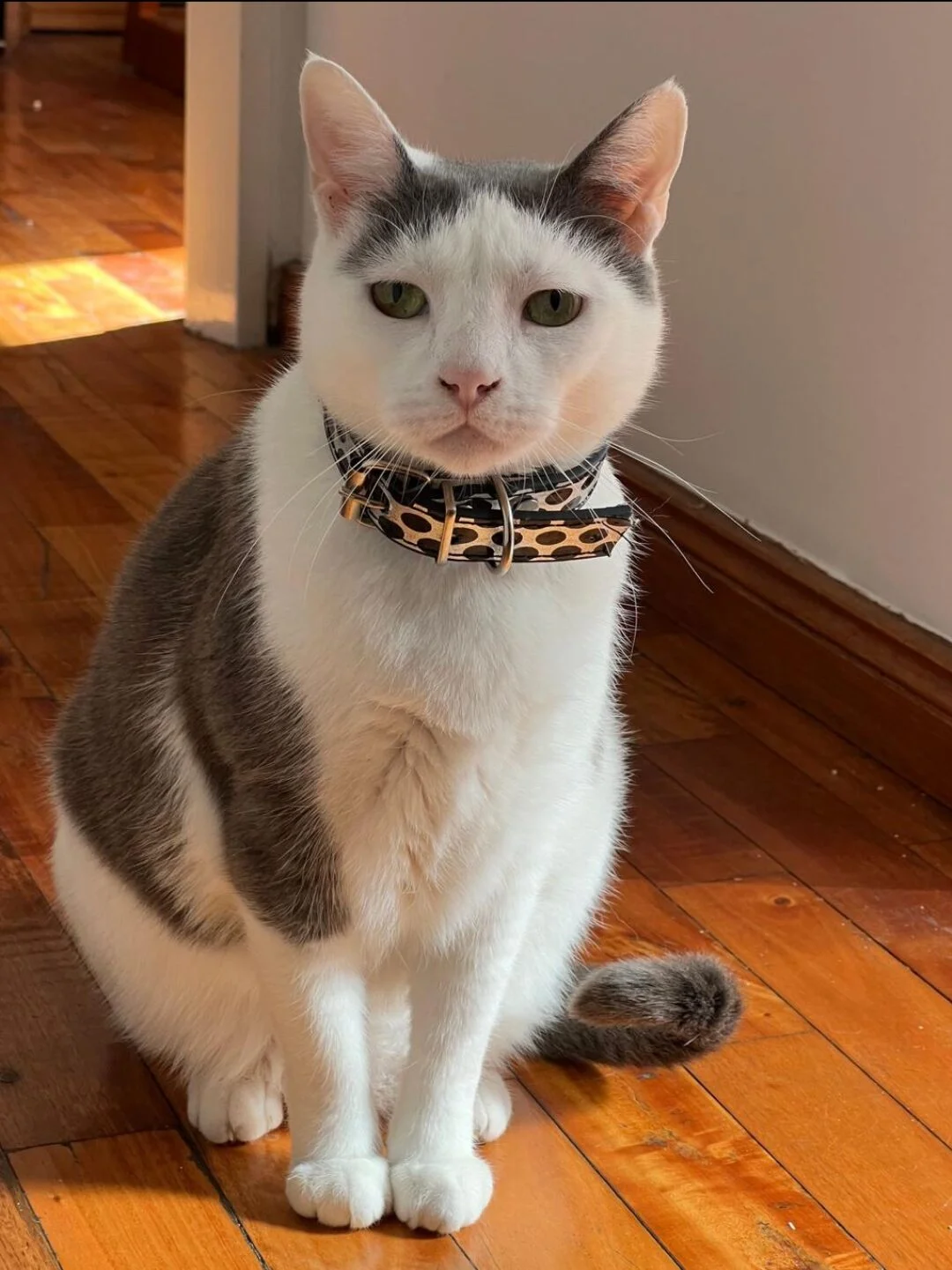 Healthy cat with clean teeth and healthy gums